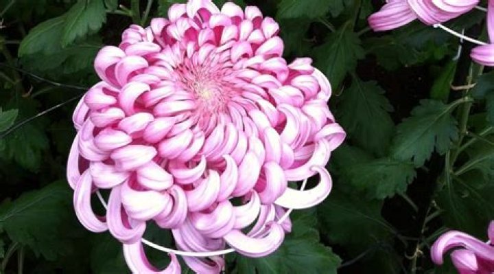 Are all chrysanthemums leaves edible?