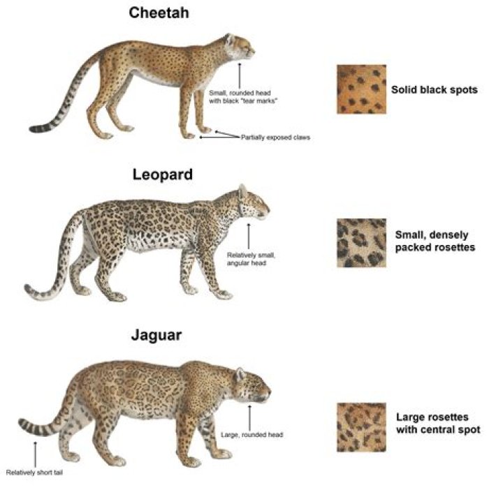 Are cheetahs faster than lions?