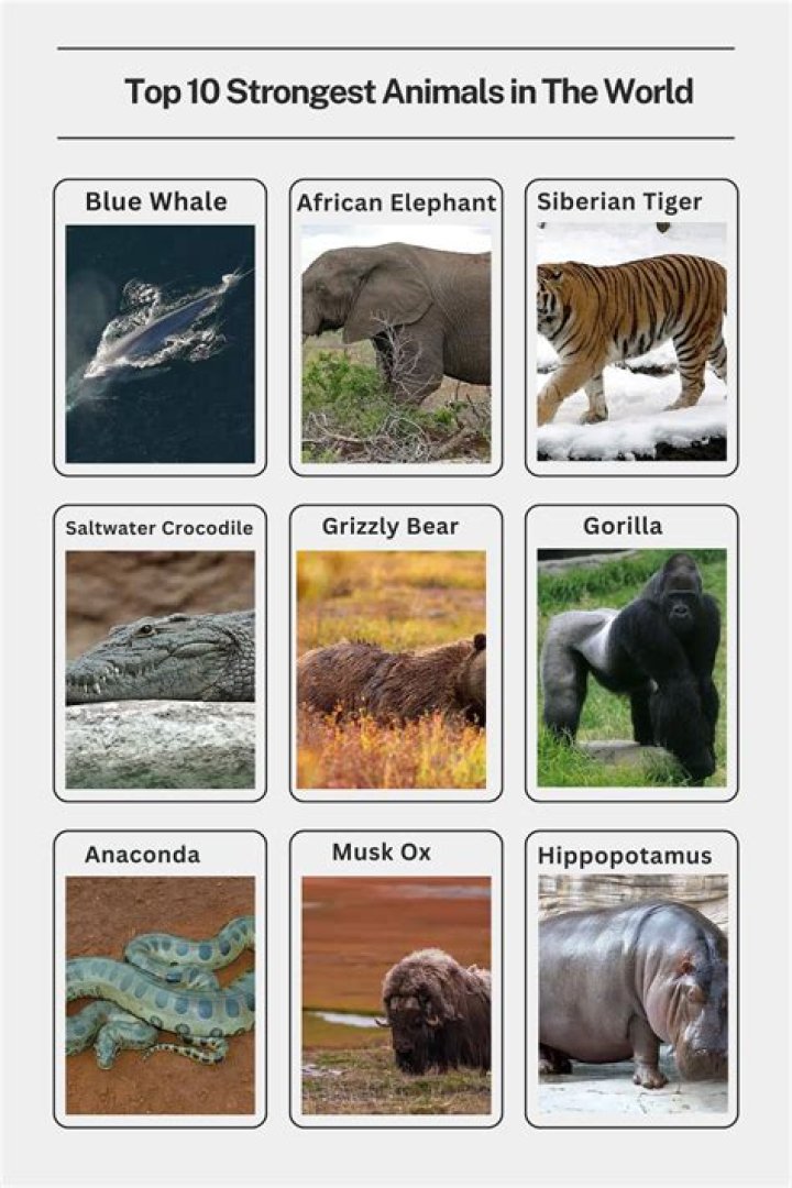 Are humans the most powerful animal?