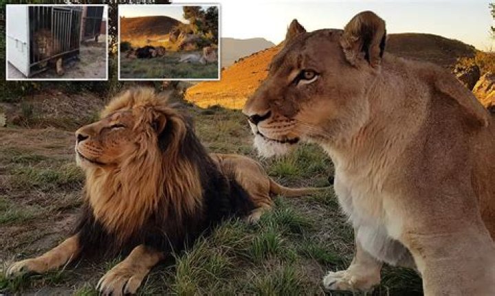 Are lions really King of the Jungle?