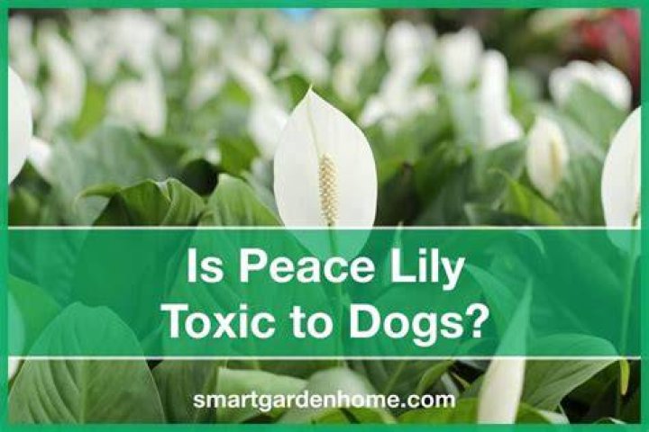 Are peace lilies toxic to dogs?