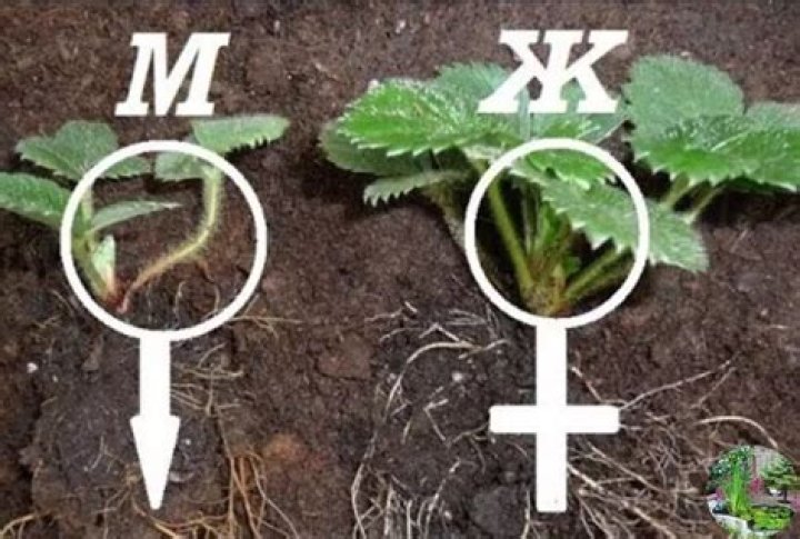 Are strawberries male or female?