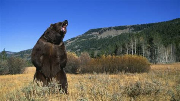 Are there bear attacks in Lake Tahoe?