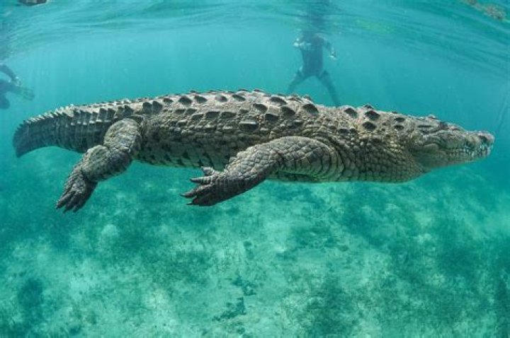 Are there crocodiles at Port Douglas?