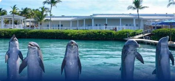 Are there dolphins in Puerto Vallarta?