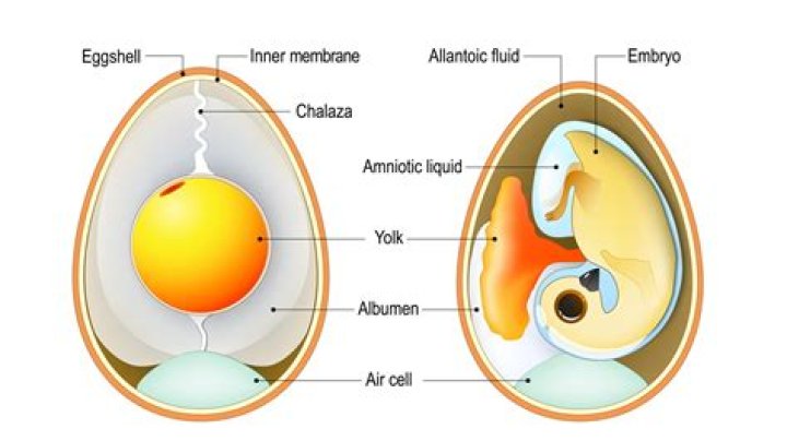 Are unfertilized eggs vegetarian?