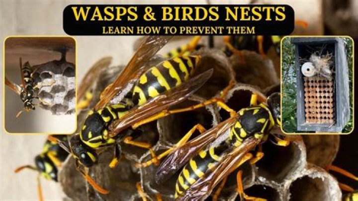 Are wasps attracted to yellow?