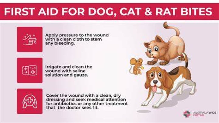 Can a dog bite make you sick?