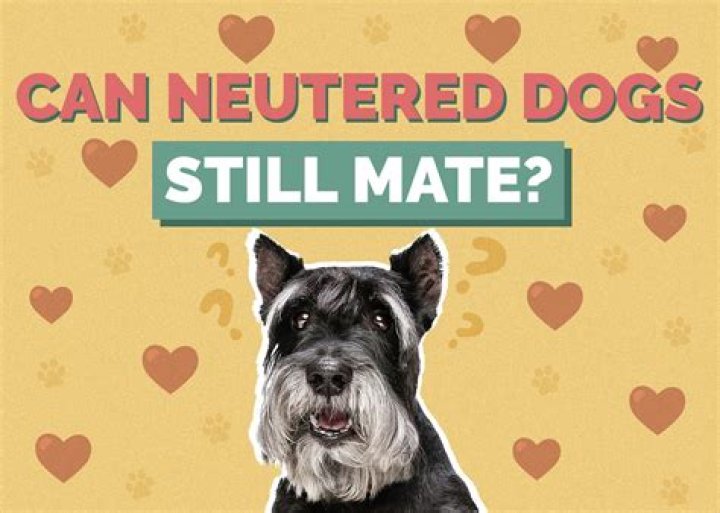 Can a neutered dog still mate?