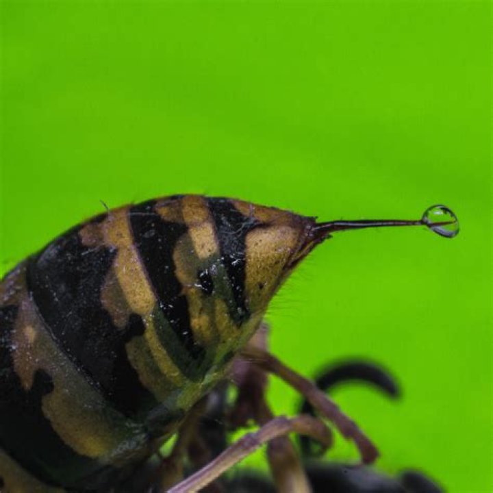 Can a wasp suffocate?