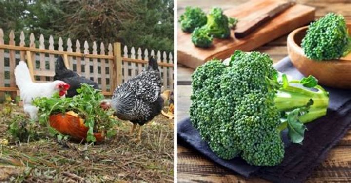Can chickens eat broccoli?