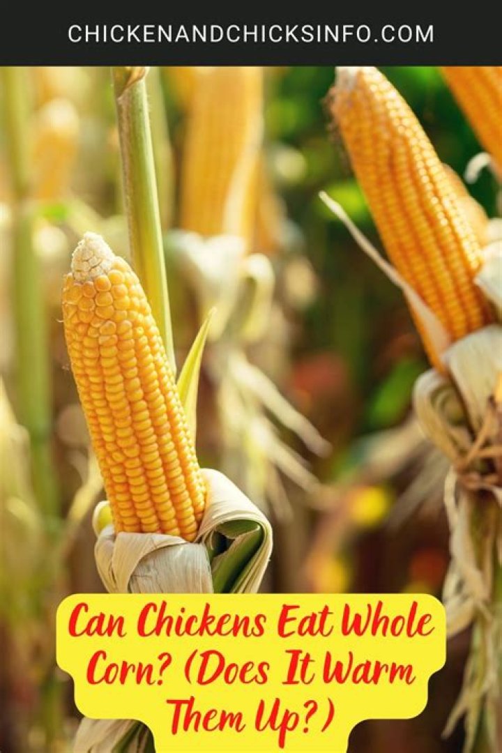 Can chickens eat whole corn?