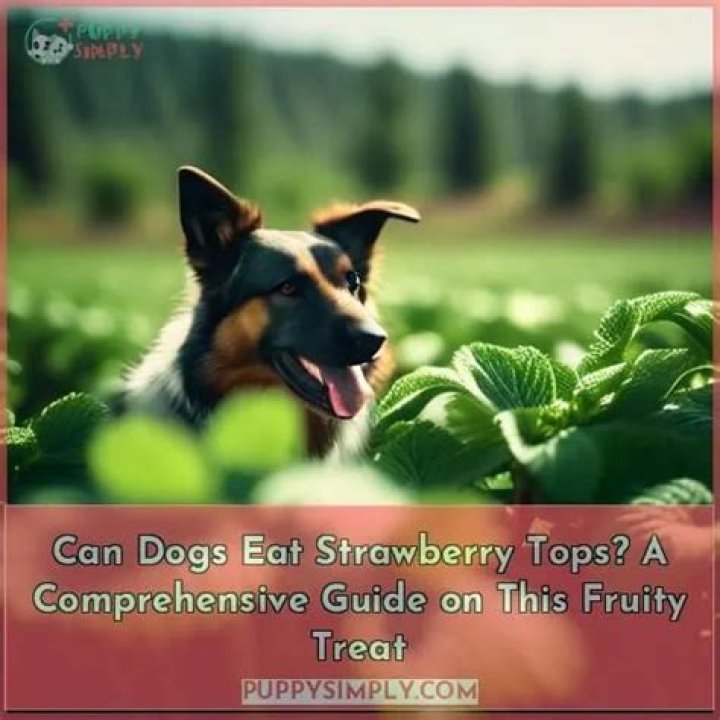 Can dogs eat strawberry tops?