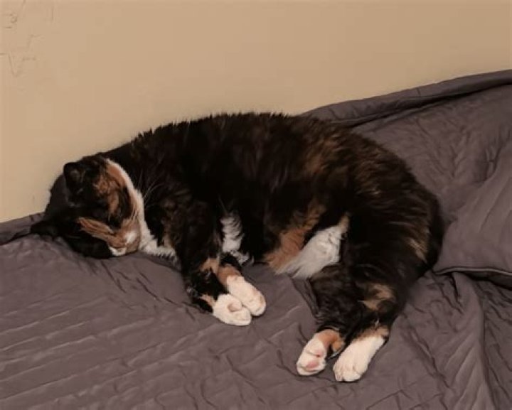 Can I leave my cat alone for 4 days?