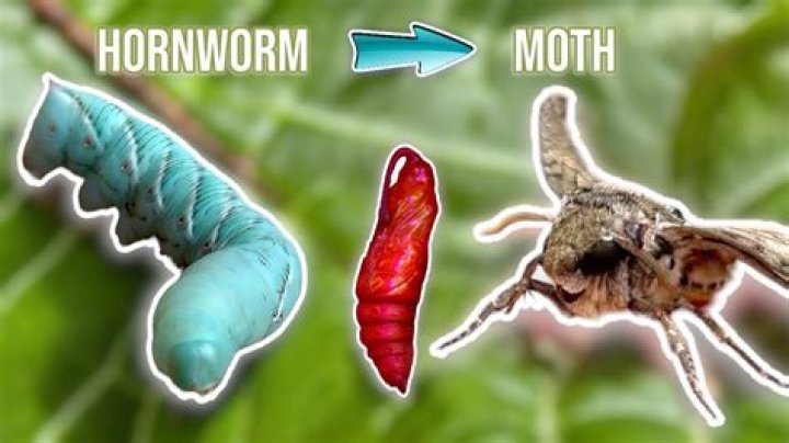 Can I relocate a hornworm?
