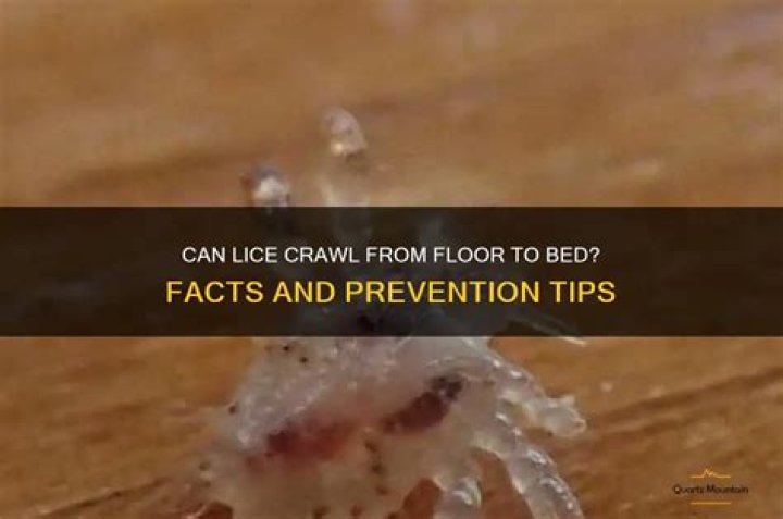 Can lice crawl on hard surfaces?