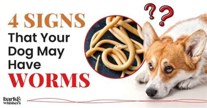 Can raw hot dogs give you worms?