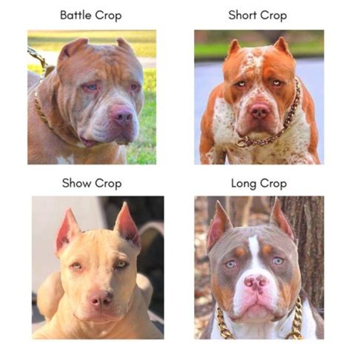 Can you crop a Pitbulls ears at 1 year?