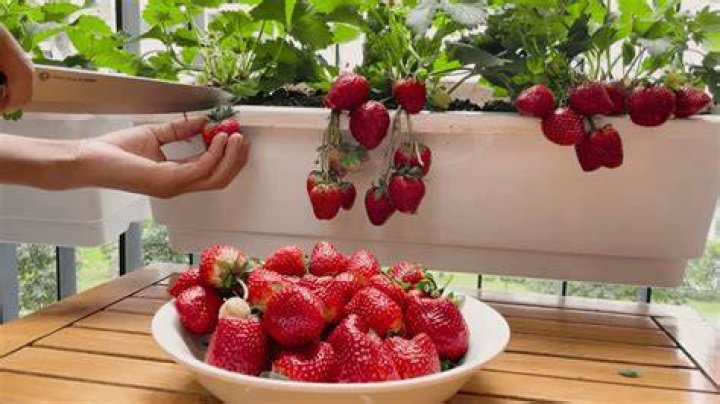 Can you grow strawberries inside your house?