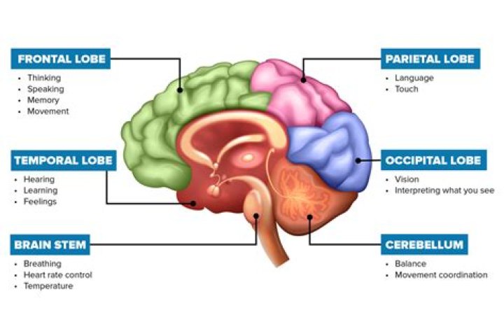 Can you hold a brain?