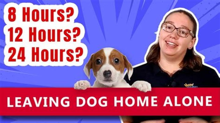 Can you leave a dog home alone for 8 hours?