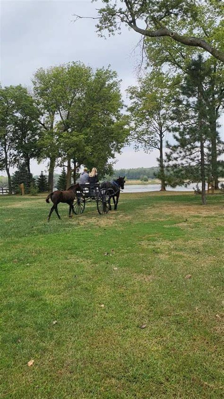 Can you leave a horse out overnight?