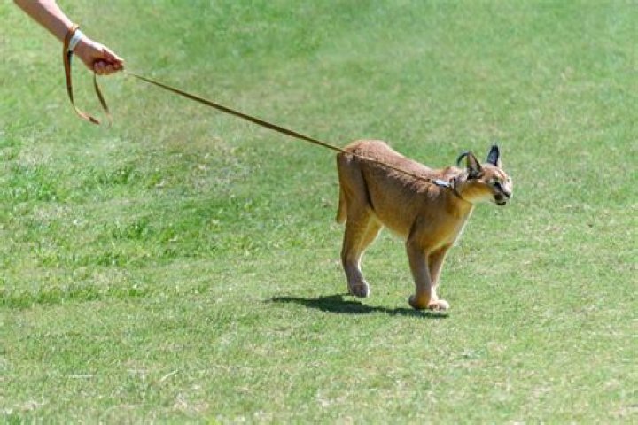 Can you own a caracal in California?