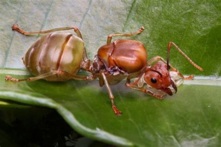 Can you see ant eggs?