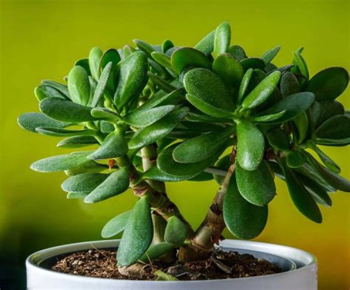 Can you touch a jade plant?