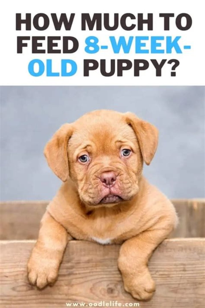 Can you walk an 8 week old puppy on a leash?