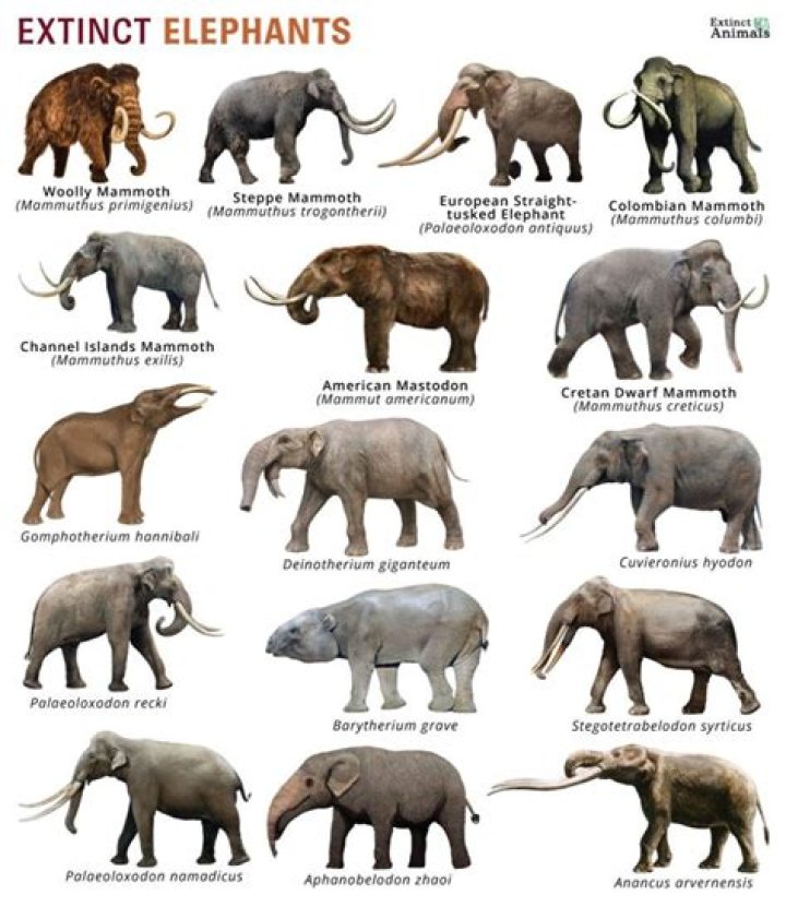 Did war elephants exist?
