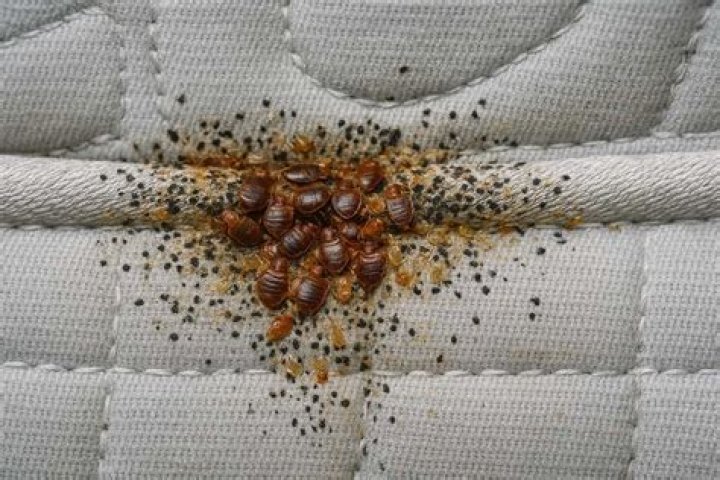 Do bed bugs travel through apartment walls?