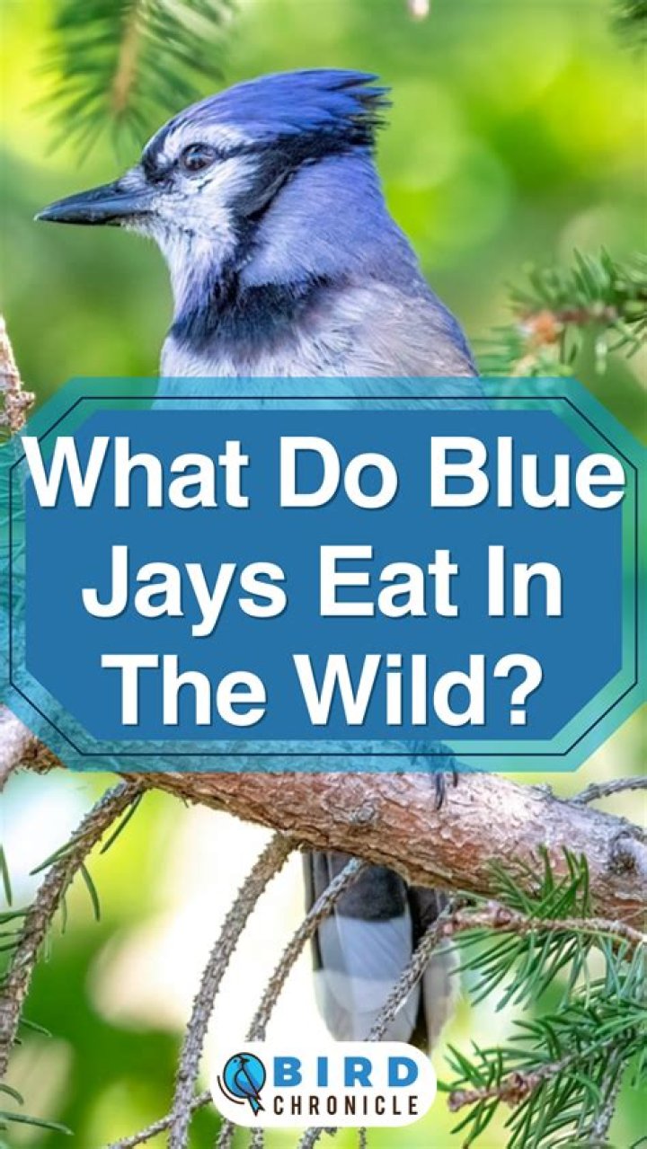 Do Blue jays eat hornets?