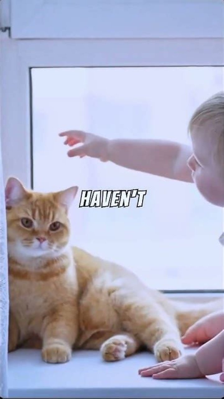 Do cats understand scolding?