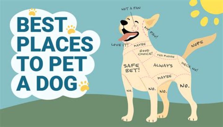 Do dogs like to have a companion dog?