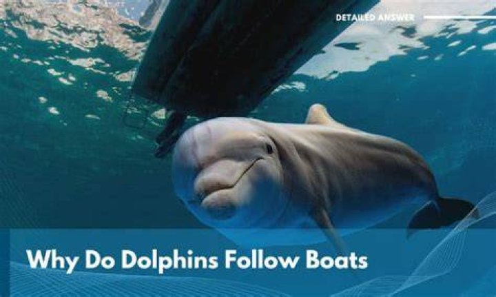 Do dolphins get hit by boats?