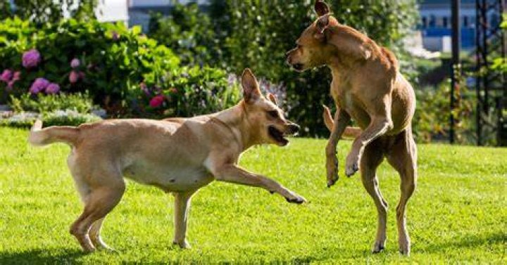 Do female dogs fight each other?