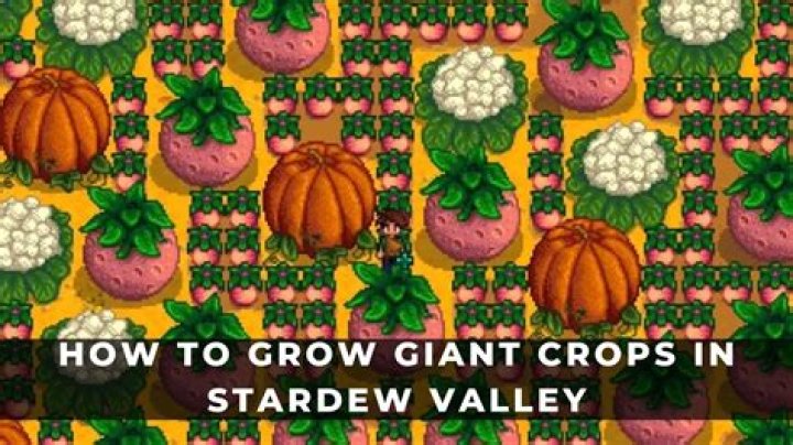 Do giant crops stay in winter?