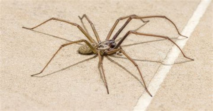 Do house spiders need water?