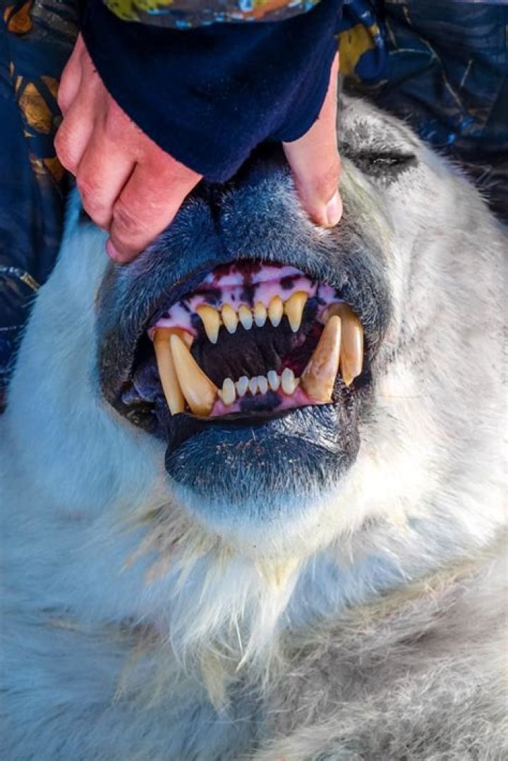 Do kit foxes have sharp teeth?