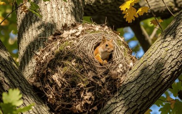 Do multiple squirrels live in one nest?