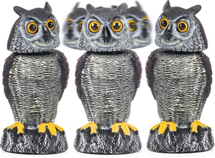 Do owl decoys scare crows?