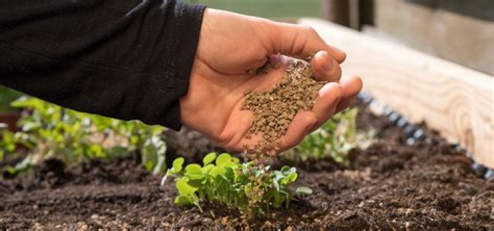 Do plants feed on plants?