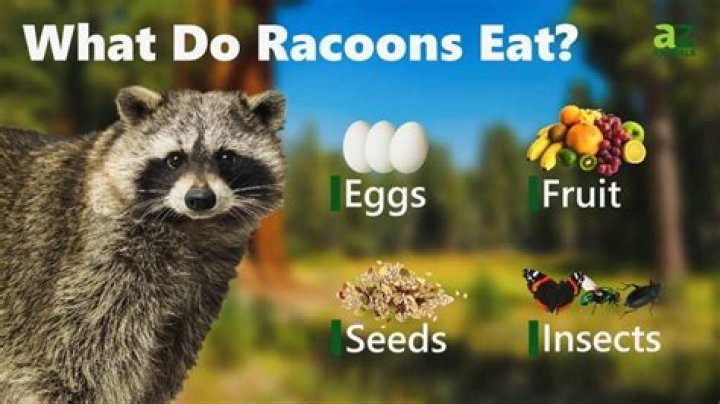 Do racoons eat yellow jackets?