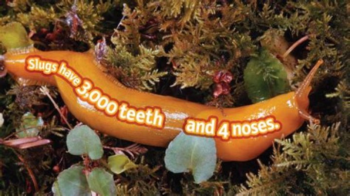 Do slugs have 3000 teeth?