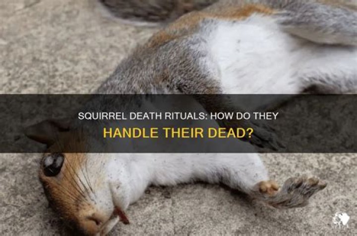 Do squirrels bury their dead?