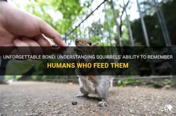 Do squirrels remember humans that feed them?