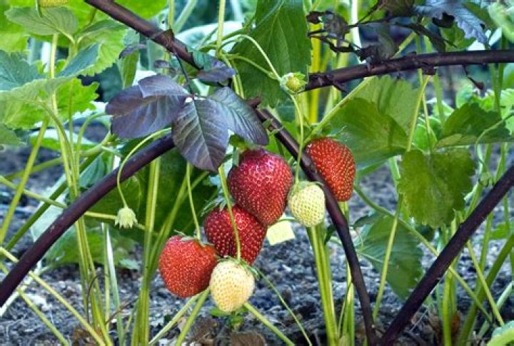 Do strawberries come back every season?