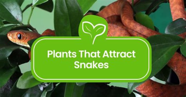 Do trees attract snakes?