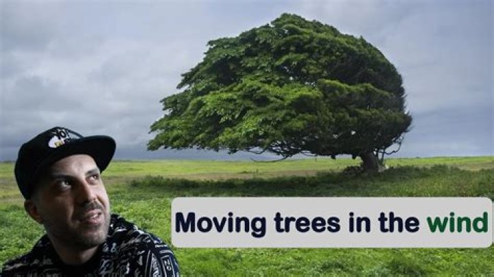 Do trees move in the wind?